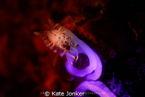 NudiBerry
Fiery Nudibranch shot with shallow depth of fi... by Kate Jonker 